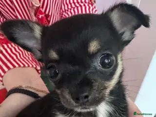 Chihuahua dogs for sale: Beautiful Minature girl chihuahua available - Advert 1