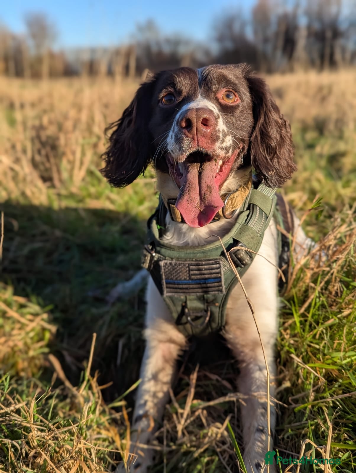 Sprocker dogs 3 Year Old Sprocker Girl - Advert 13