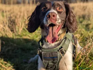 Sprocker dogs 3 Year Old Sprocker Girl - Advert 1