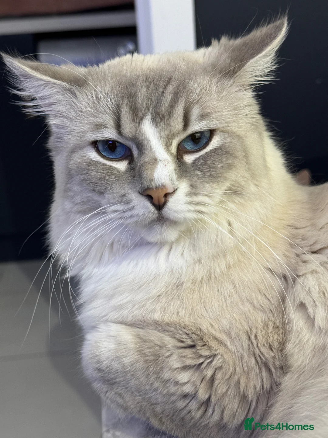 Ragdoll cats for stud: Beautiful GCCF Ragdoll Stud-Blue Tabby Mitted Bi - Advert 7