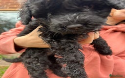 Cockapoo dogs for sale: Cockapoo pups - Image 26