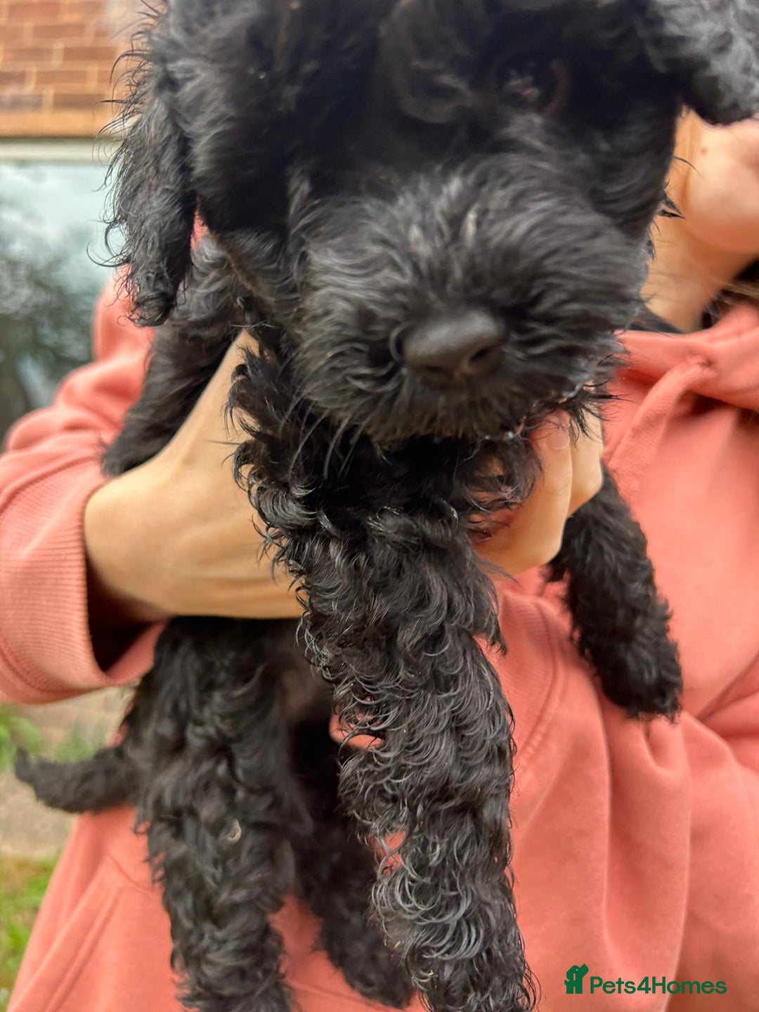 Cockapoo dogs for sale: Cockapoo pups - Image 26