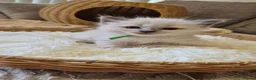 Ragdoll cats for sale: Our beautiful ragdolls 🐾 (ONLY 2 LEFT) - Advert 19