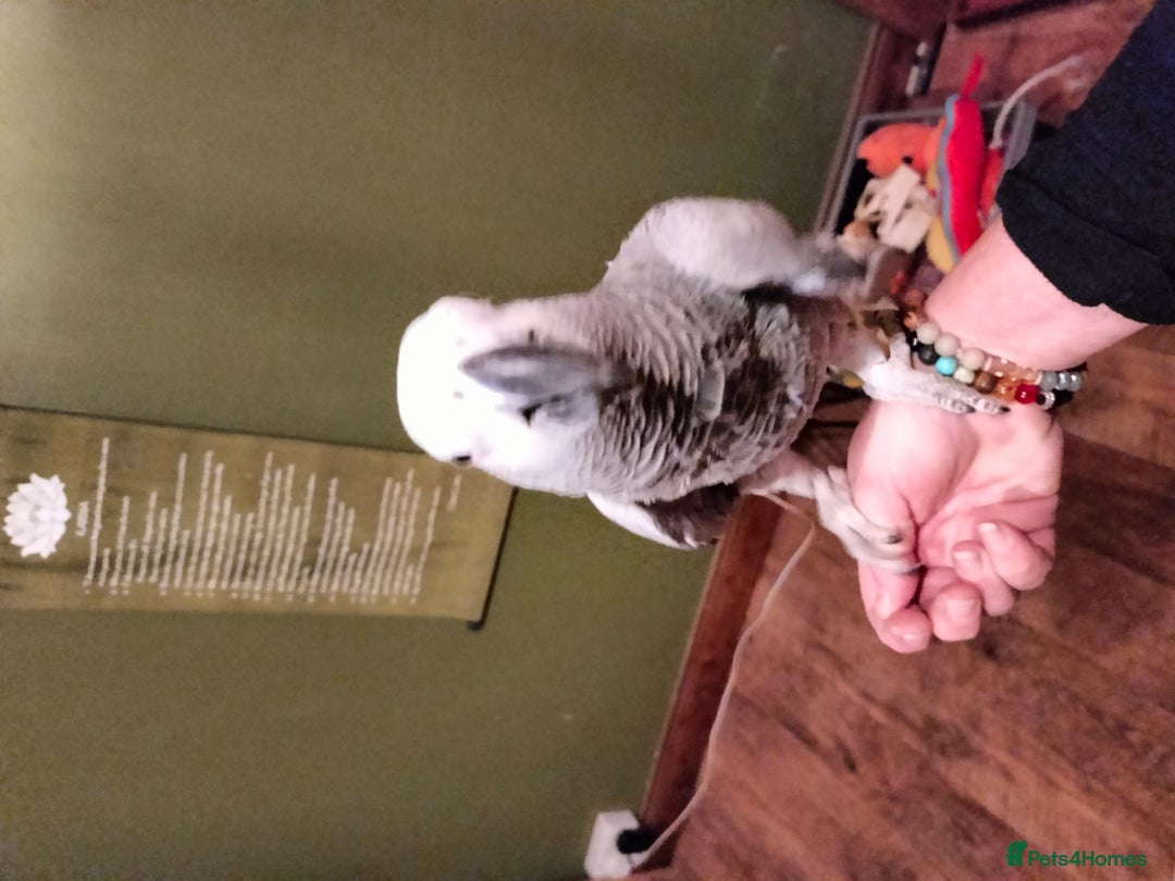 Parrots birds for sale: African Grey Parrot - Image 7