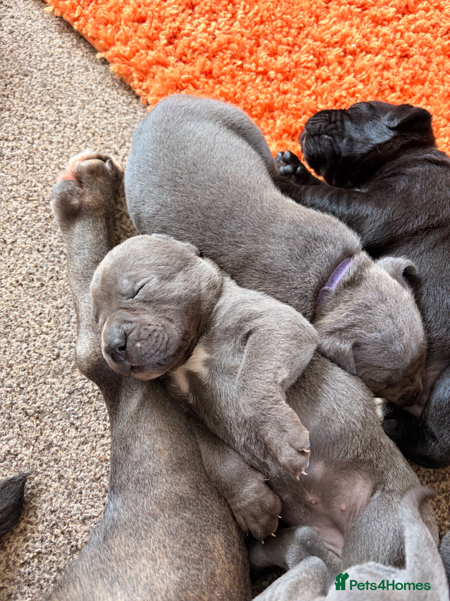 Cane Corso dogs Cane corso puppies for sale - Advert 2