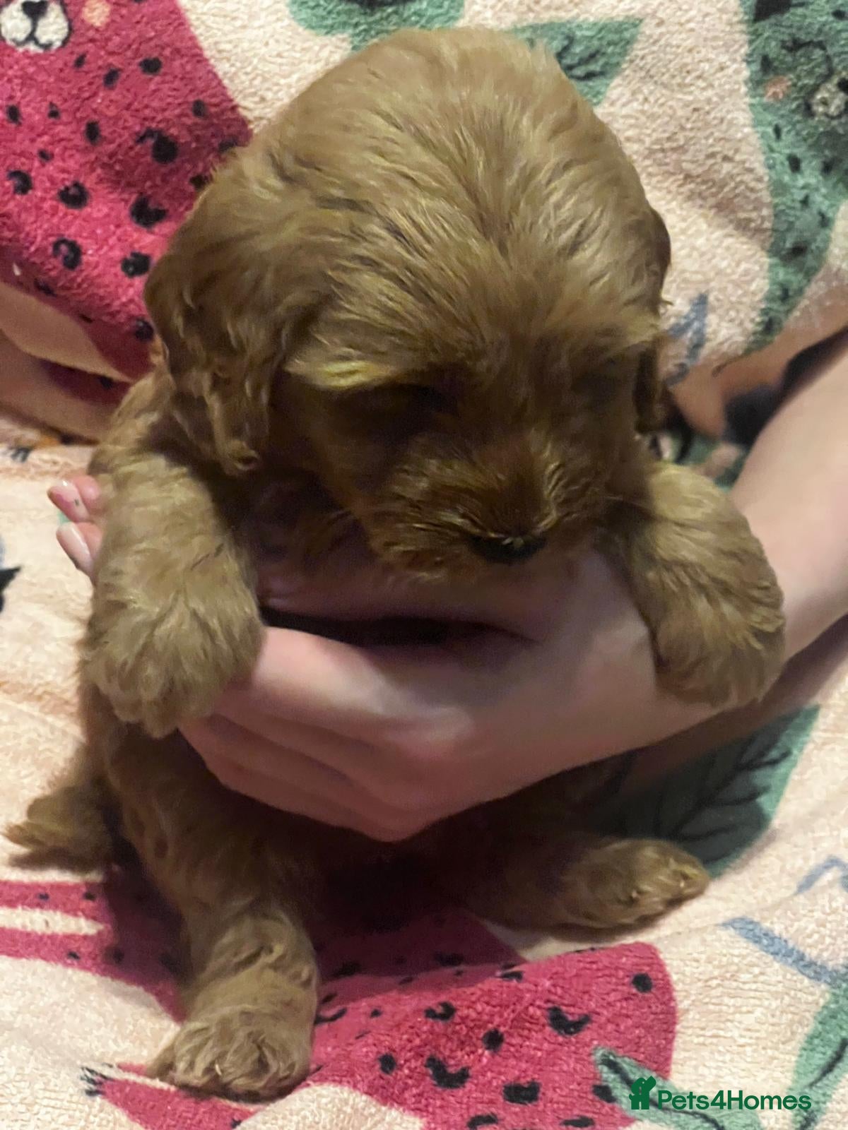 Cockapoo dogs F1b cockerpoos for sale - Advert 2