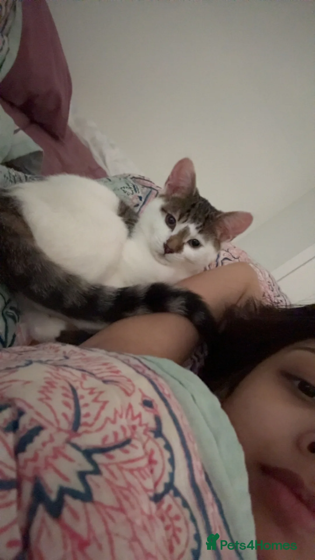 Domestic Shorthair cats for sale: Male tabby kitten  - Advert 5