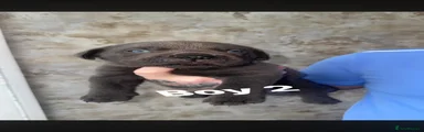 Cane Corso 2