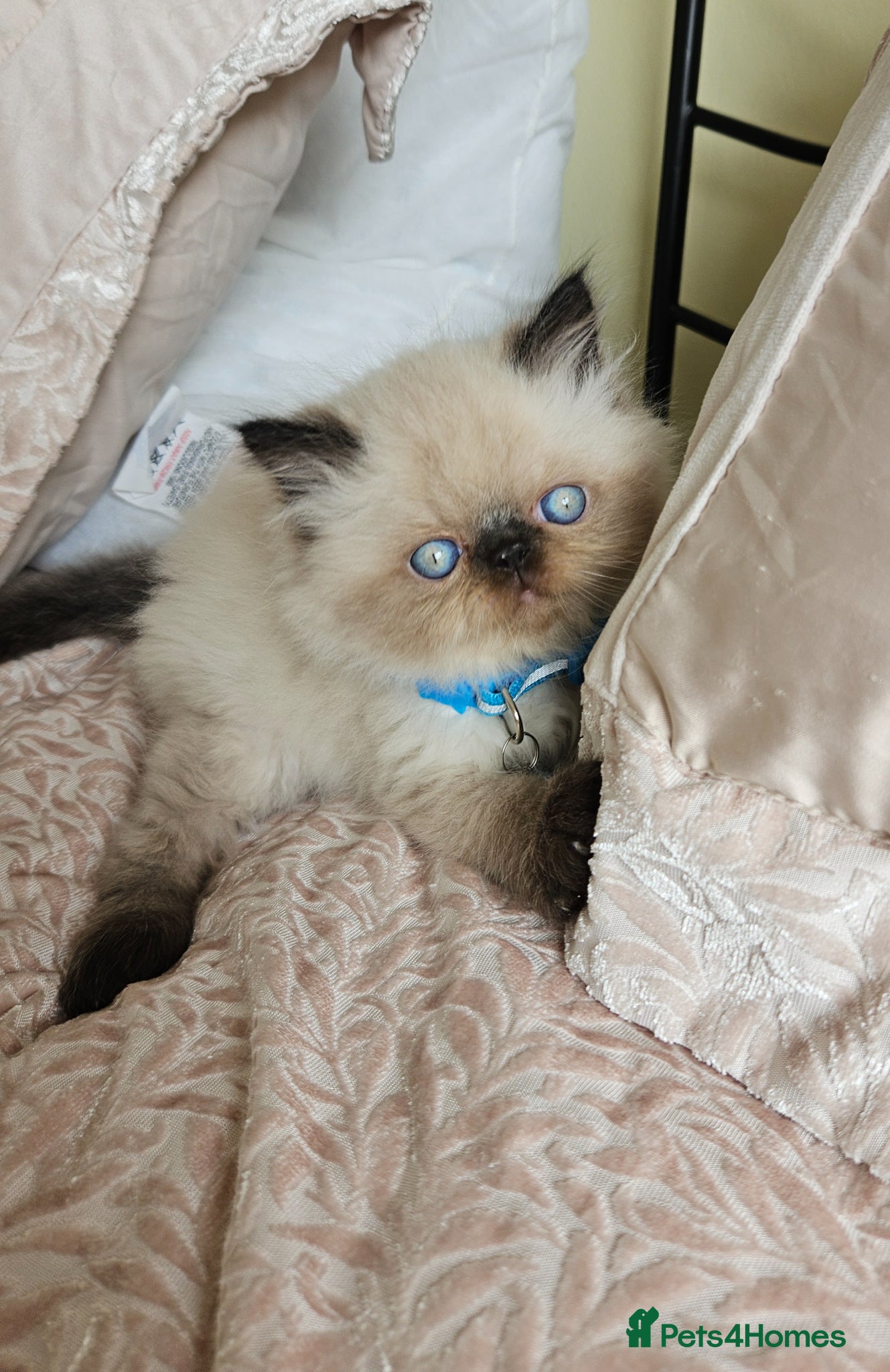 Persian cats for sale:  😻 Stunning Pedigree Persian Kittens😻 - Advert 6