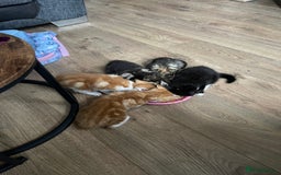 Domestic Shorthair cats for sale: 2 Ginger male kittens available  - Image 3