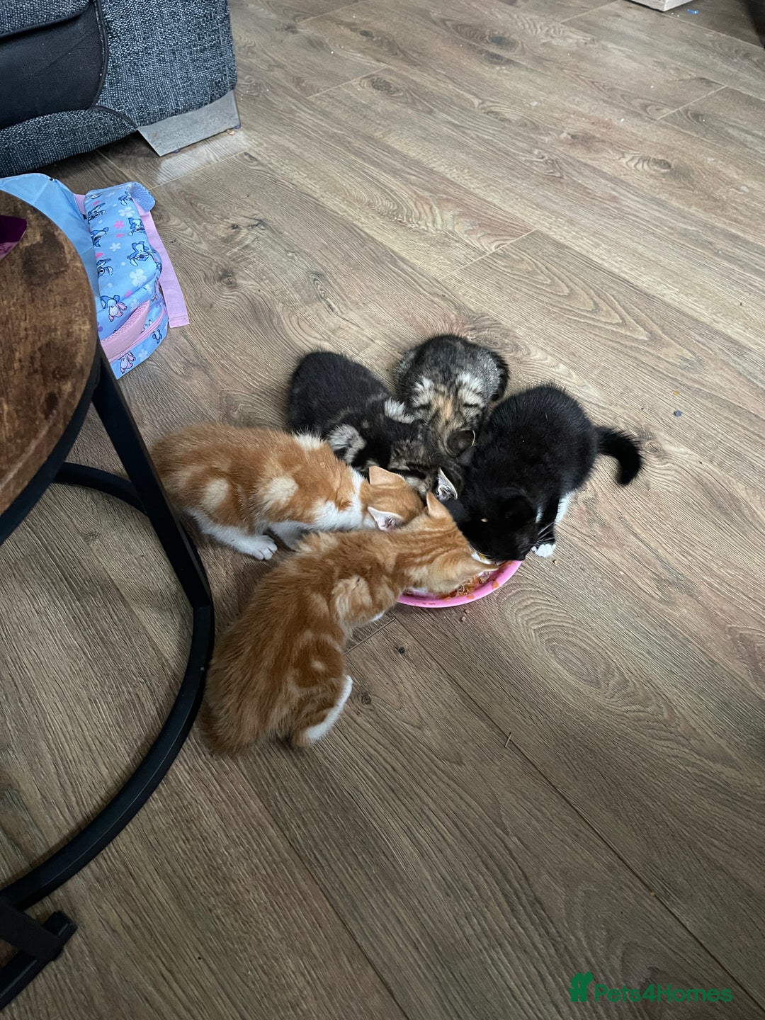 Domestic Shorthair cats for sale: 2 Ginger male kittens available  - Image 3