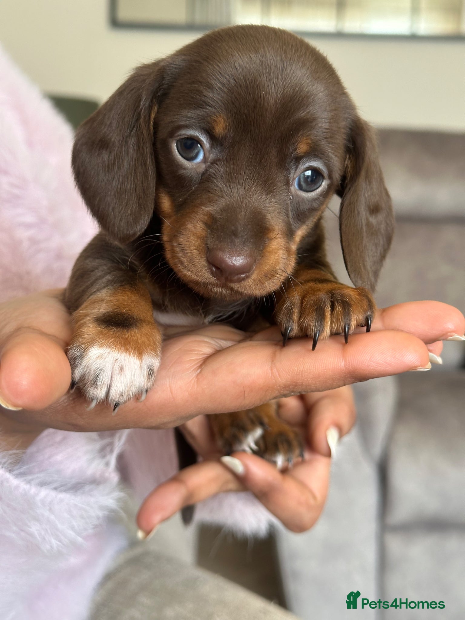 Miniature Dachshund dogs Miniature dachshund - Advert 1