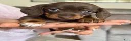 Miniature Dachshund dogs for sale: Miniature dachshund - Advert 1