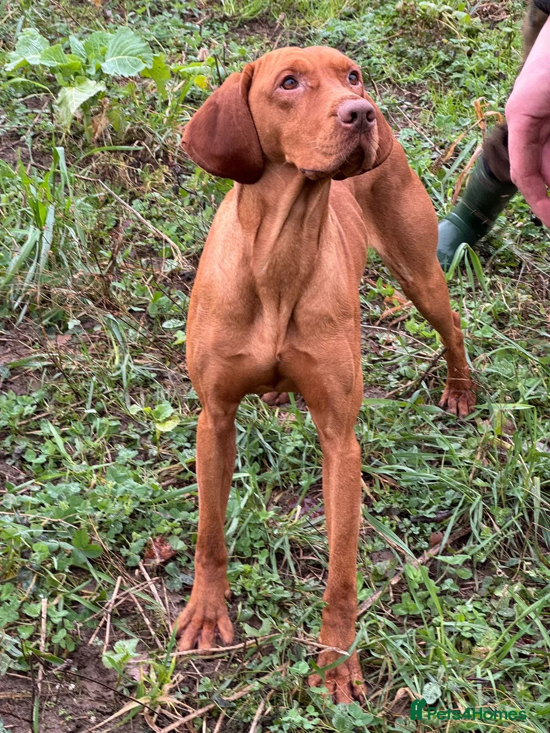 Mixed Breed dogs for sale: F1 Labrador x Vizsla Puppies - Advert 17