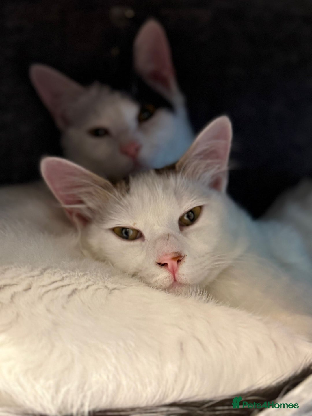 Mixed Breed cats for adoption: ARES BOY - FIONA MIX TURKISH ANGORA GIRL BONDED  - Advert 8
