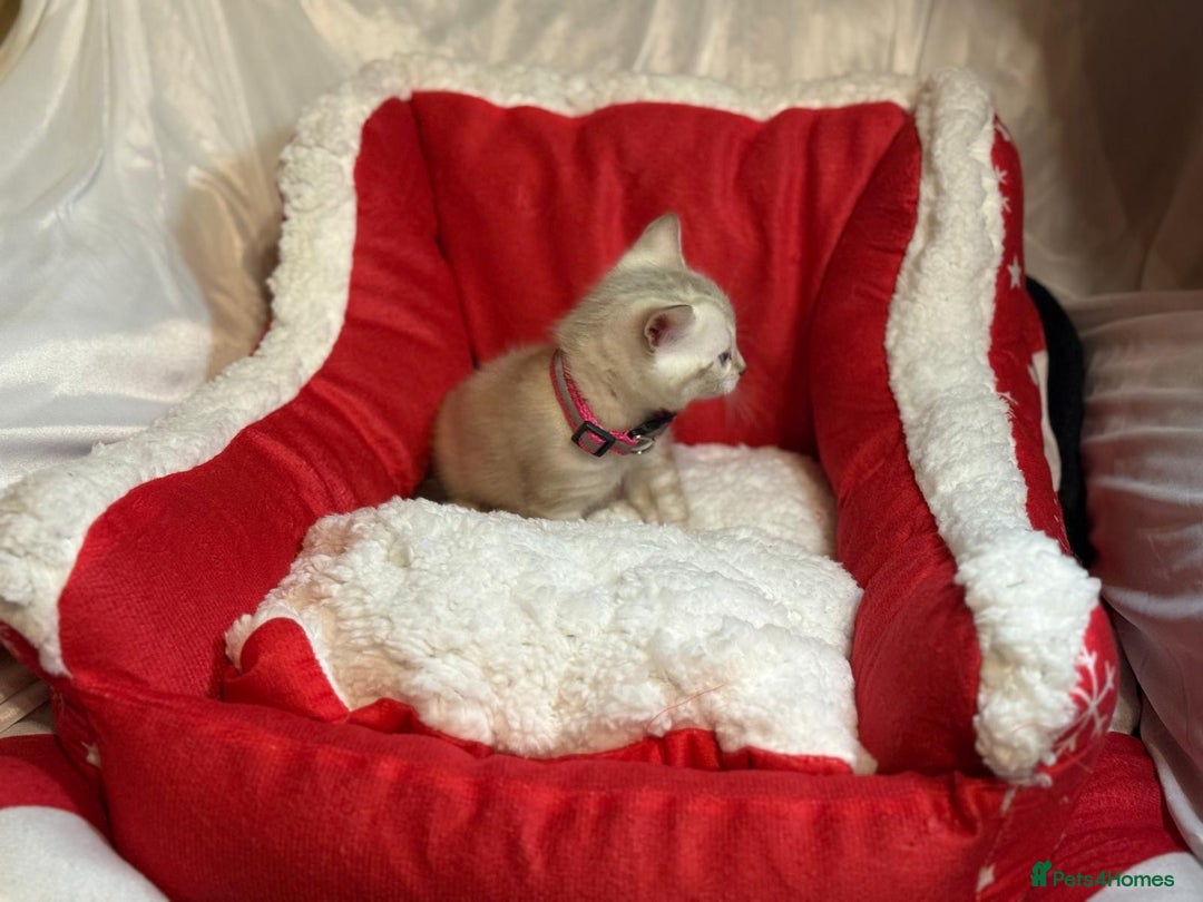 Bengal cats for sale: Bengal beauty  - Advert 6