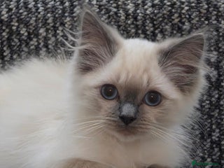 Ragdoll cats Beautiful Ragdoll kittens ready for a new home - Advert 4