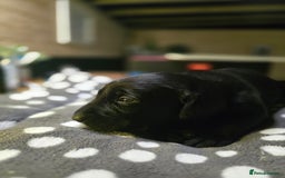 Labrador Retriever dogs for sale: Beautiful Labradors. Ready in time for Christmas - Image 8