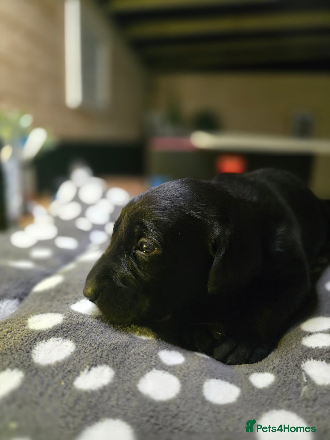 Labrador Retriever dogs for sale: Beautiful Labradors. Ready in time for Christmas - Image 8