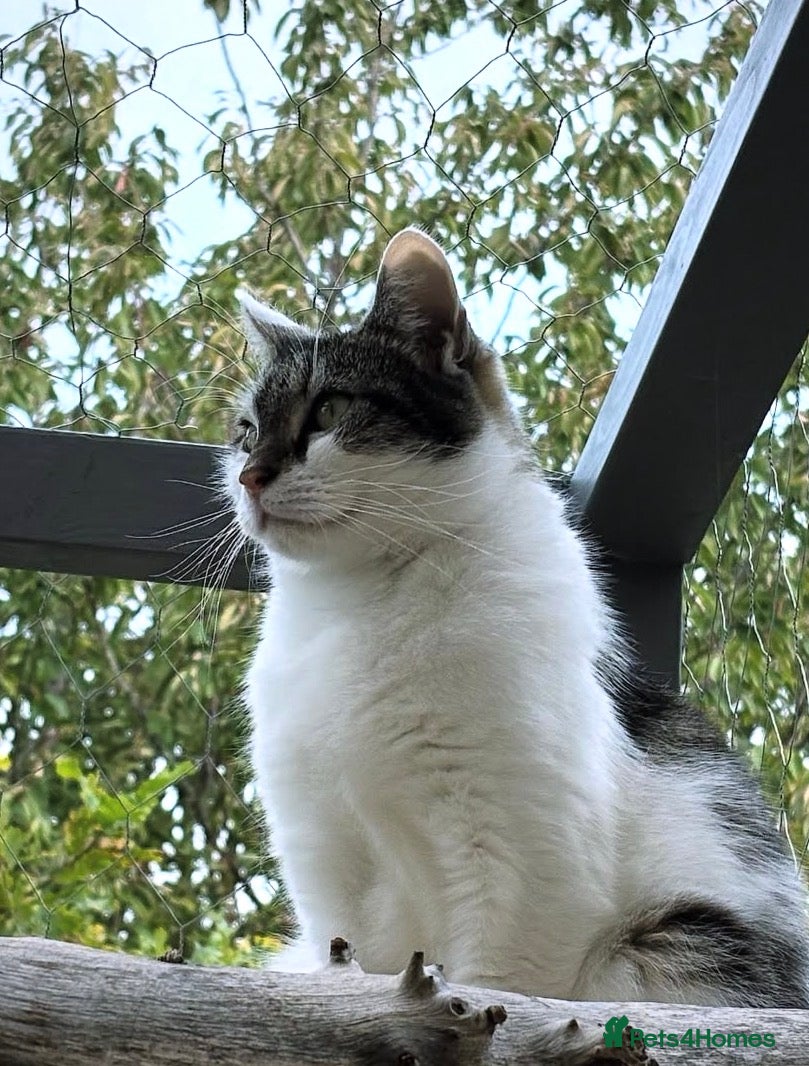 Mixed Breed cats Willow- The Perfect Companion  - Advert 1