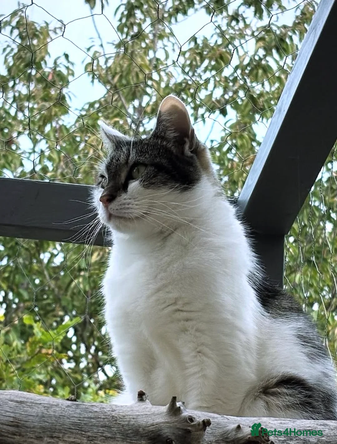 Mixed Breed cats for sale: Willow- The Perfect Companion  in Consett - Advert 1