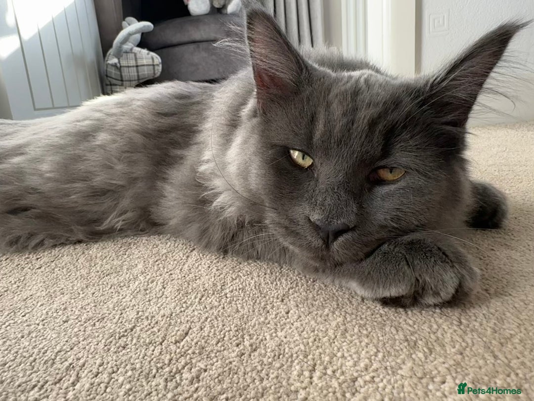 Maine Coon cats for sale: BlueSmoke Male Maine Coon🐾TICA Reg! ACTIVE!!  - Advert 5