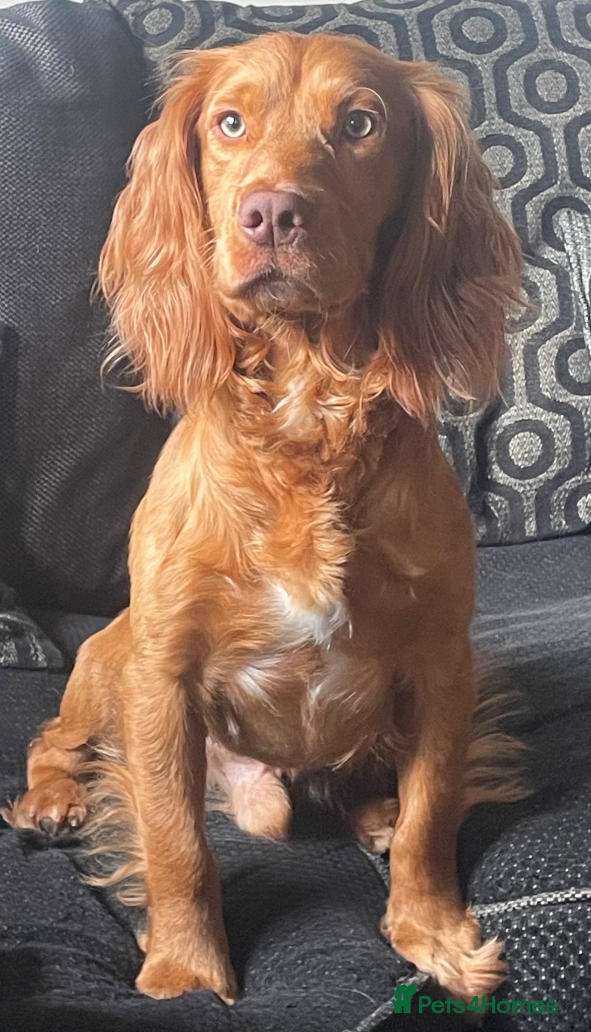 Cockapoo dogs for sale: Stunning F1b Cockapoo puppies - Advert 3