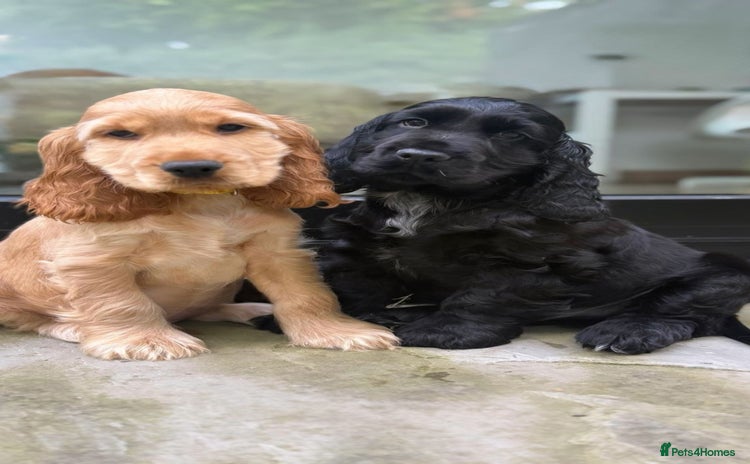 Cocker Spaniel dogs - Advert 8