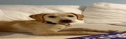 Labrador Retriever dogs for sale: 4 month old Labrador female - Advert 1