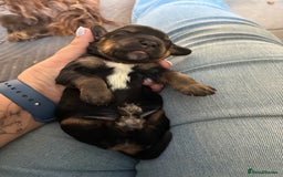 Cocker Spaniel dogs for sale: Beautiful, family cocker spaniels available - Image 11