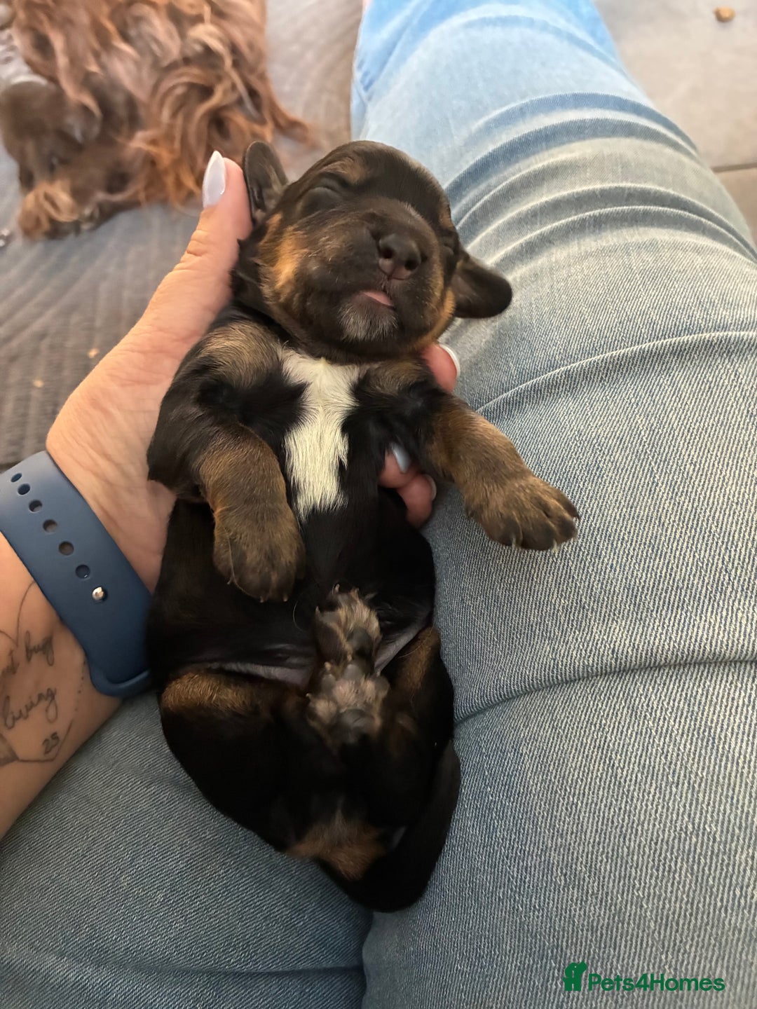 Cocker Spaniel dogs for sale: Beautiful, family cocker spaniels available - Image 11