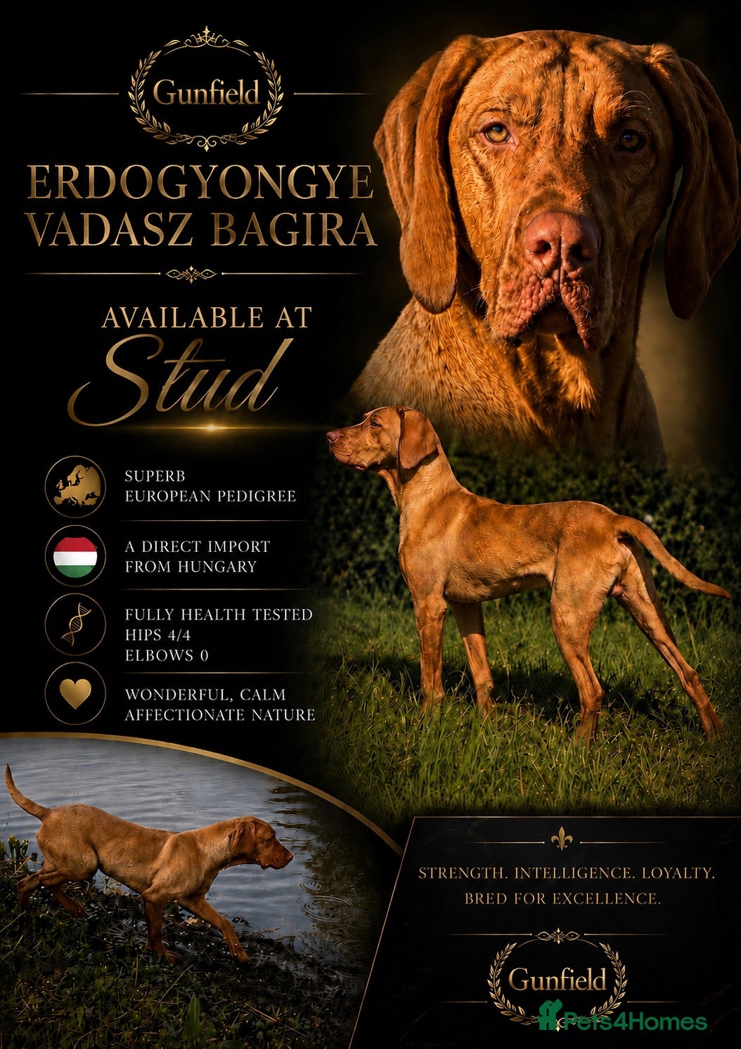 Hungarian Vizsla dogs Handsome Import at stud  - Advert 13