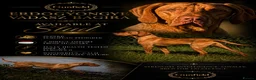Hungarian Vizsla dogs for stud: Handsome Import at stud  - Advert 1