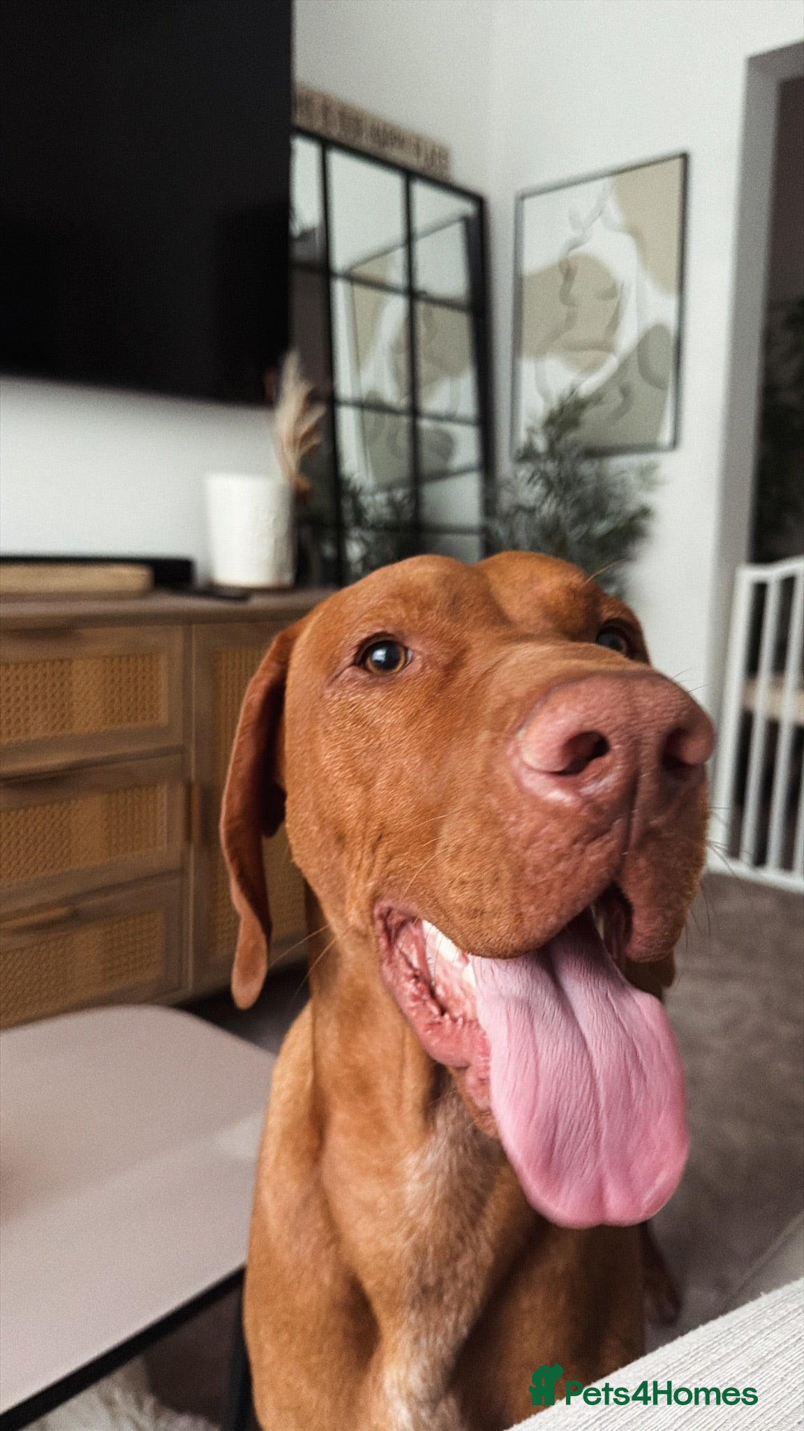 Hungarian Vizsla dogs Looking to rehome my wonderful Viszla  - Advert 4