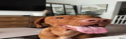 Hungarian Vizsla dogs for sale: Looking to rehome my wonderful Viszla  - Advert 1