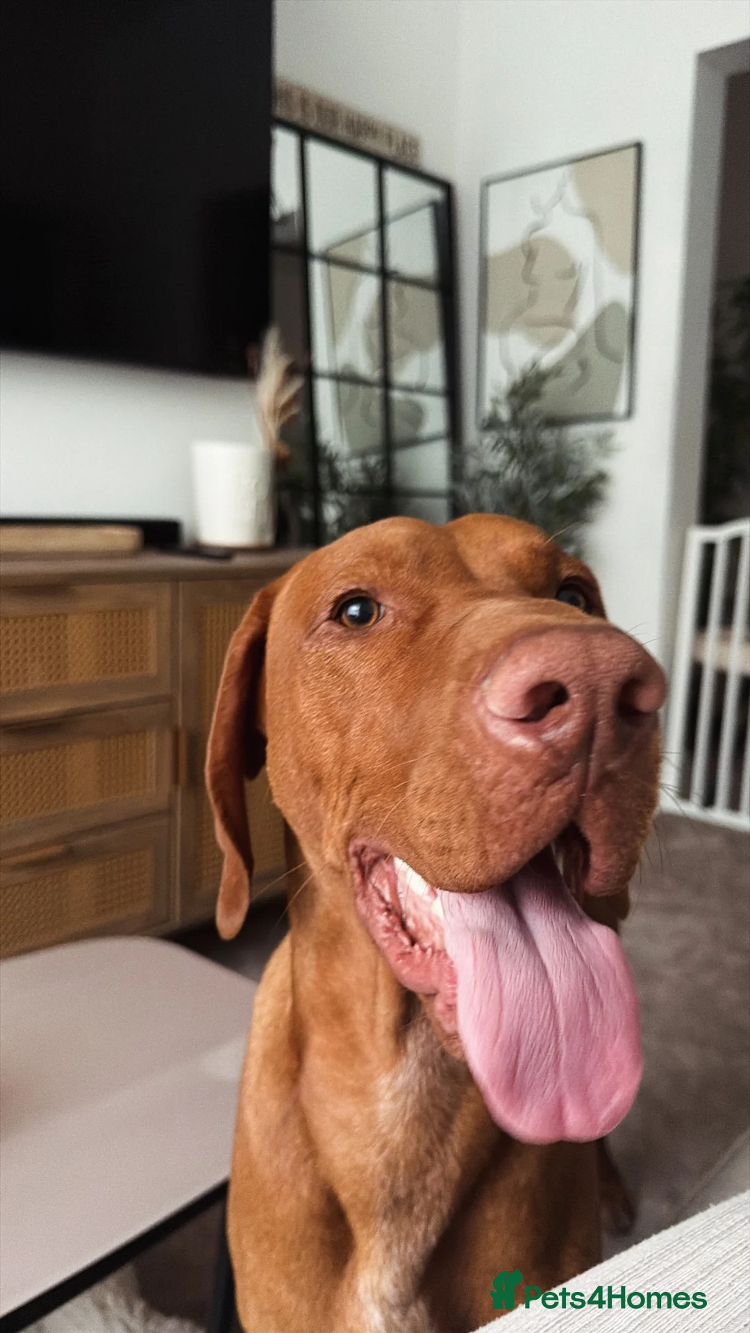 Hungarian Vizsla dogs for sale: Looking to rehome my wonderful Viszla  - Advert 1