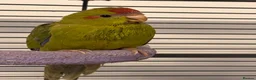 Parakeets birds for sale: Kakariki parakeet  - Advert 2