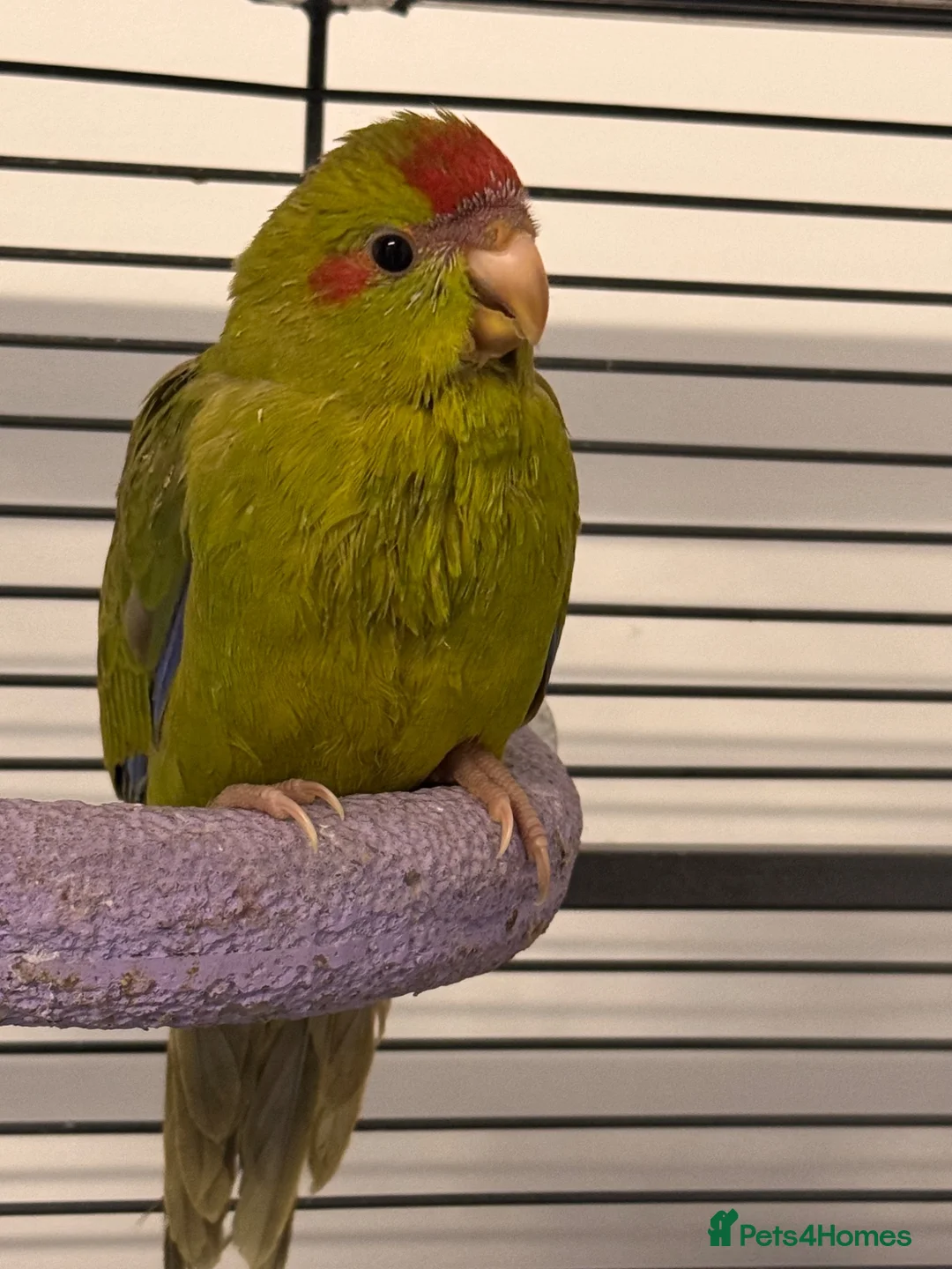 Parakeets birds for sale: Kakariki parakeet  - Advert 2