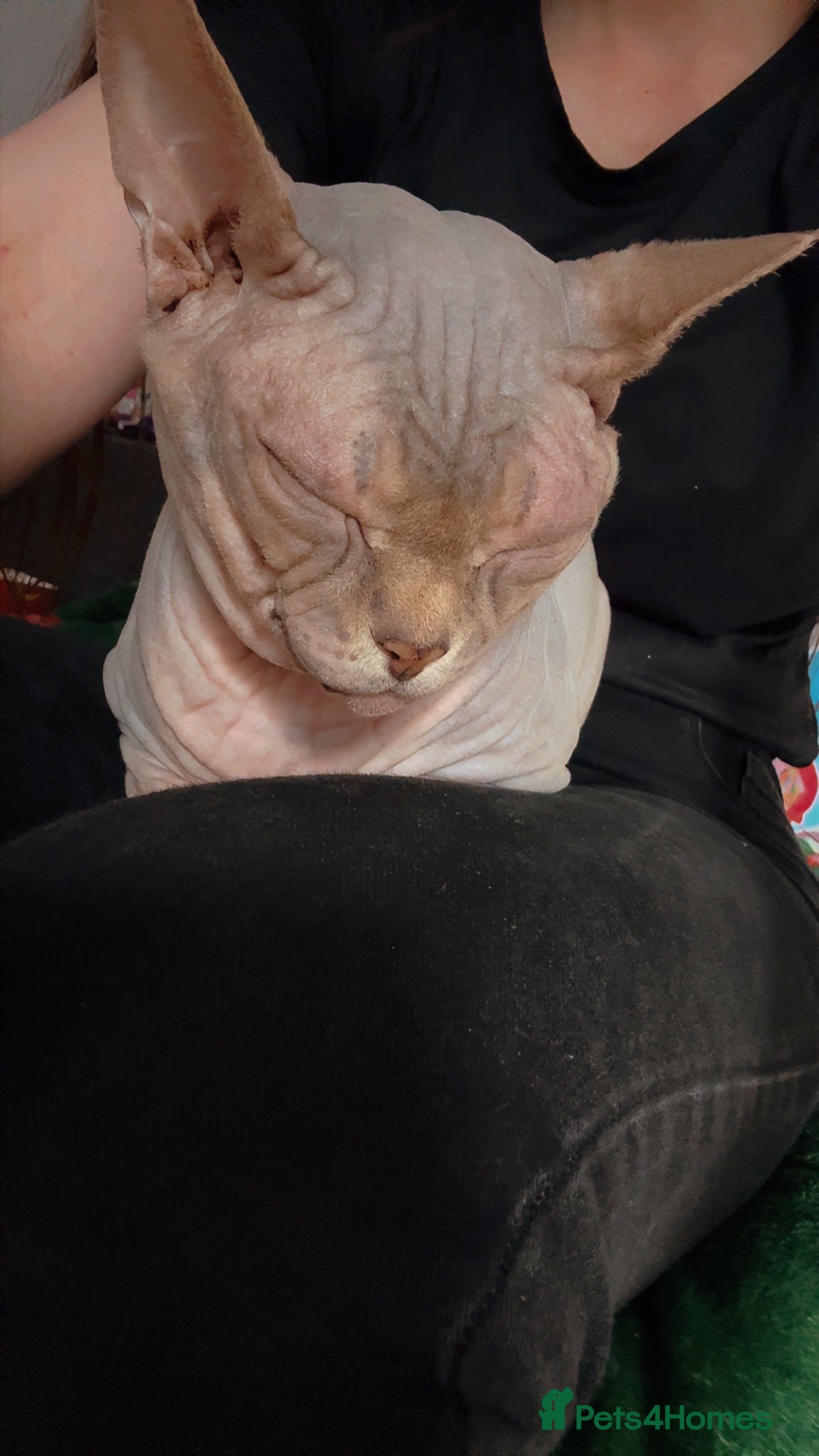 Sphynx cats Male Sphynx looking for new home - Advert 2