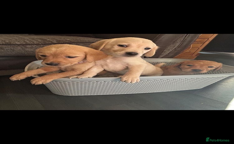 Goldador dogs - Advert 2