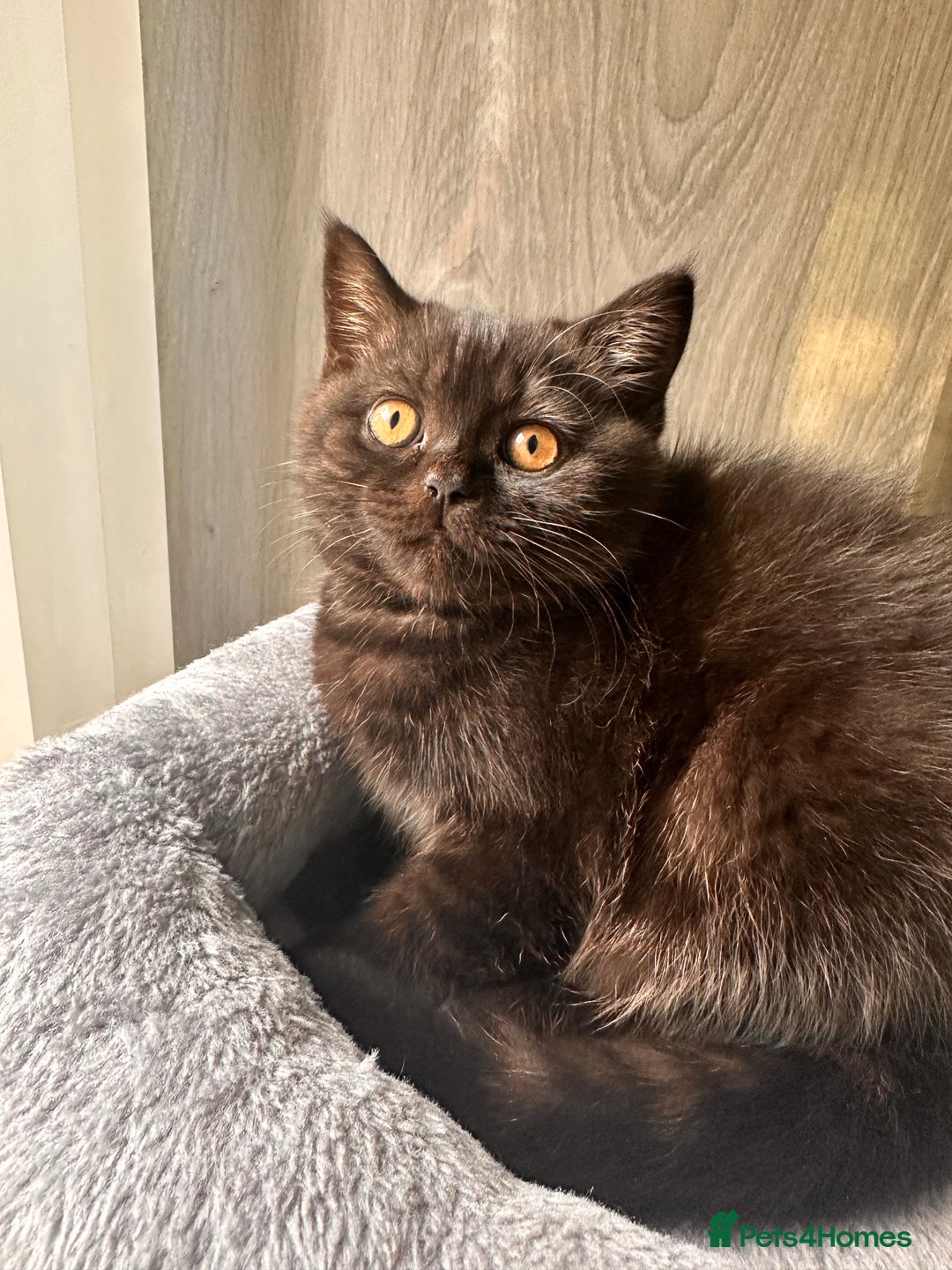 British Shorthair cats for sale: Take me home🏡, I need a loving family🙏❤️🥰🐈‍⬛ - Image 10