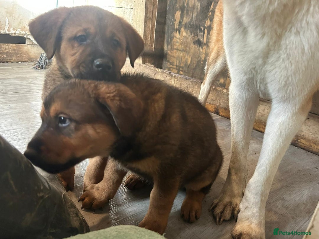 Mixed Breed dogs for sale: 2 akita x rottweiler pups  - Image 11