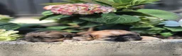 Shih Tzu dogs for sale: Shih Tzu Puppies - Advert 17