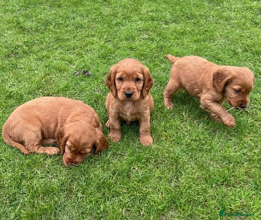 Cocker Spaniel dogs Cocker Spaniel Puppies  - Advert 7