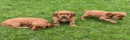 Cocker Spaniel dogs for sale: Cocker Spaniel Puppies  - Advert 1