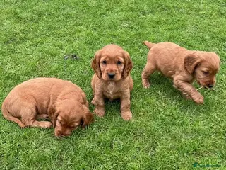 Cocker Spaniel dogs Cocker Spaniel Puppies - Advert 3