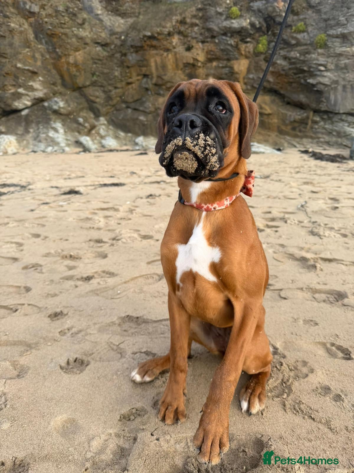 Boxer dogs Beautiful boxer bitch READ DESCRIPTION CAREFULLY - Advert 1