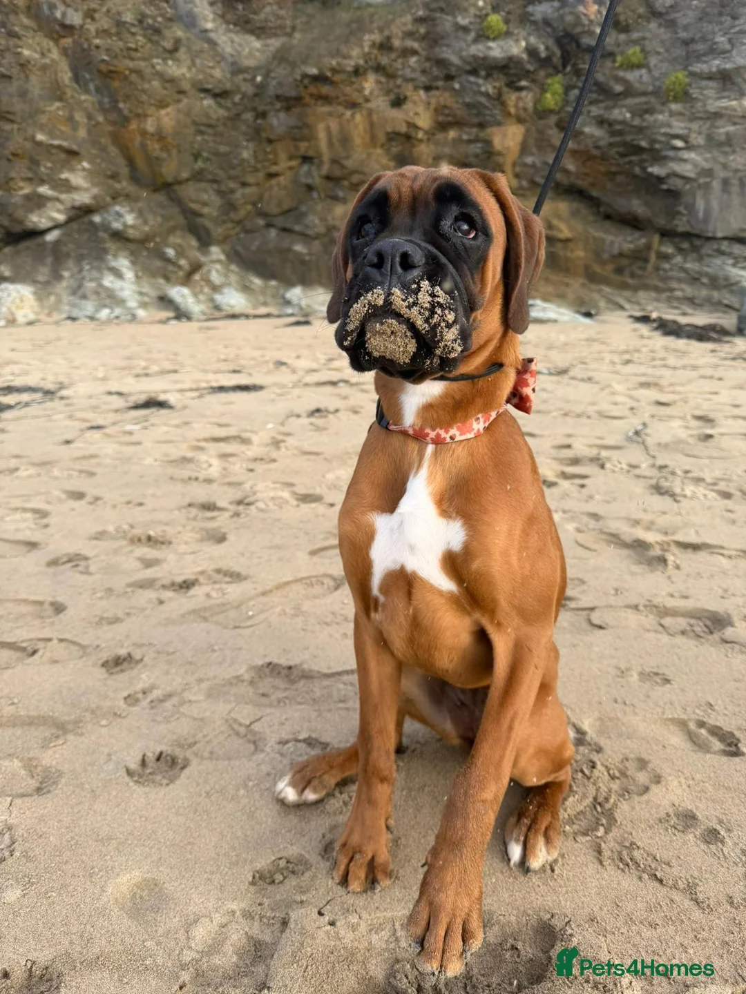 Boxer dogs for sale: Beautiful boxer bitch READ DESCRIPTION CAREFULLY - Advert 1