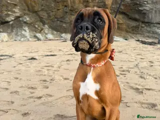 Boxer dogs Beautiful boxer bitch READ DESCRIPTION CAREFULLY - Advert 1