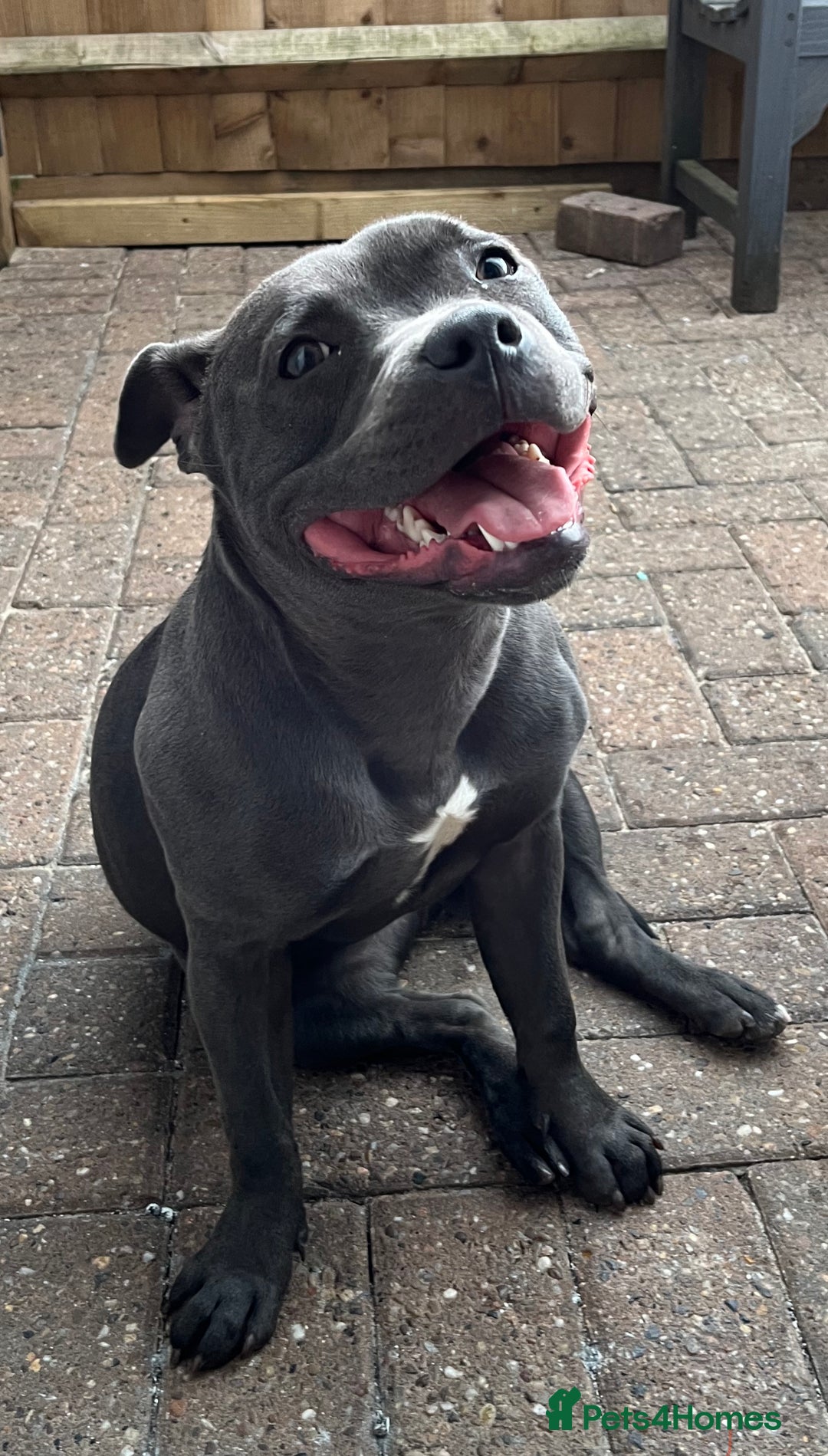 Staffordshire Bull Terrier dogs for sale: 🏆Blue staffordshire puppies ⭐️Ready  **  Eve - Advert 3